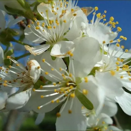 Bellis * Velika